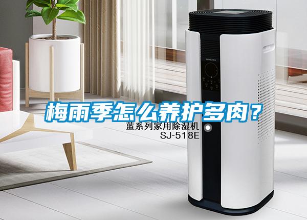梅雨季怎么養護多肉？